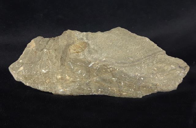 Acastoides poschmanni BASSE & MLLER 2016 - Bild © FossNet FossilienStore